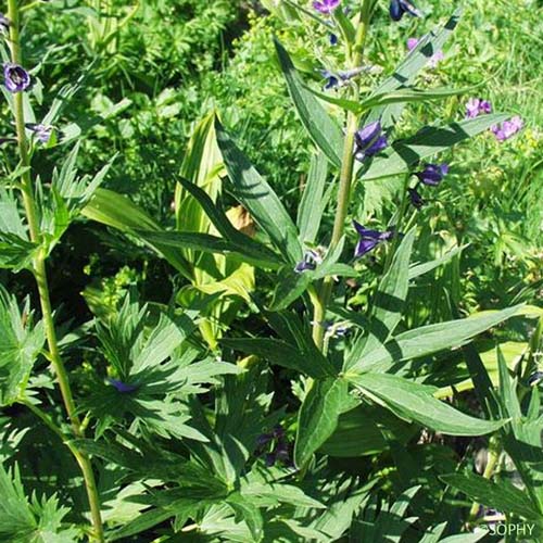 Dauphinelle de Suisse - Delphinium elatum subsp. helveticum