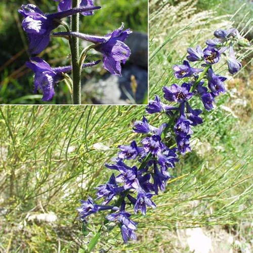 Dauphinelle fendue - Delphinium fissum subsp. fissum