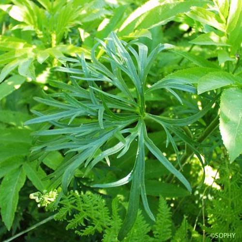 Dauphinelle fendue - Delphinium fissum subsp. fissum