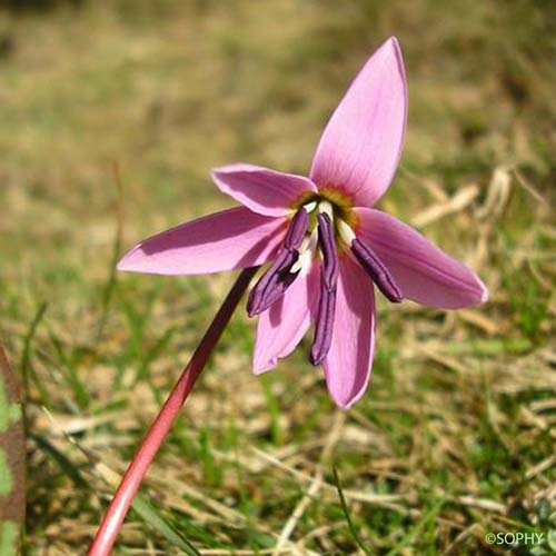 Dent-de-chien - Erythronium dens-canis