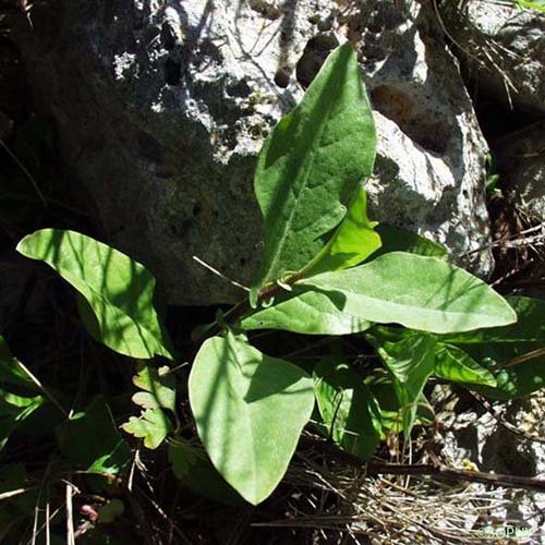 Dentelaire - Plumbago europaea