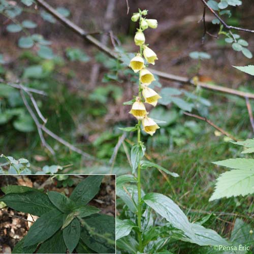 Digitale à grandes fleurs - Digitalis grandiflora