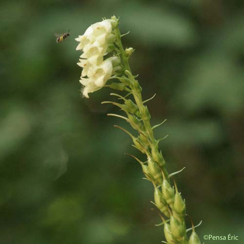 Digitale jaune - Digitalis lutea