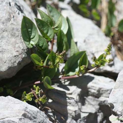 Dioscorée des Pyrénées - Dioscorea pyrenaica