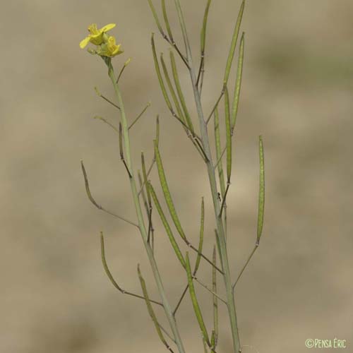 Diplotaxe à feuilles étroites - Diplotaxis tenuifolia