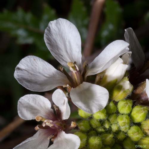 Diplotaxe fausse Roquette - Diplotaxis erucoides