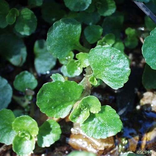 Dorine à feuilles opposées - Chrysosplenium oppositifolium