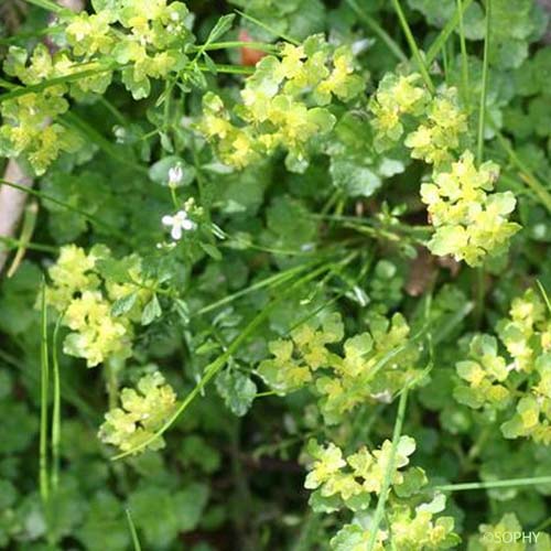 Dorine à feuilles opposées - Chrysosplenium oppositifolium