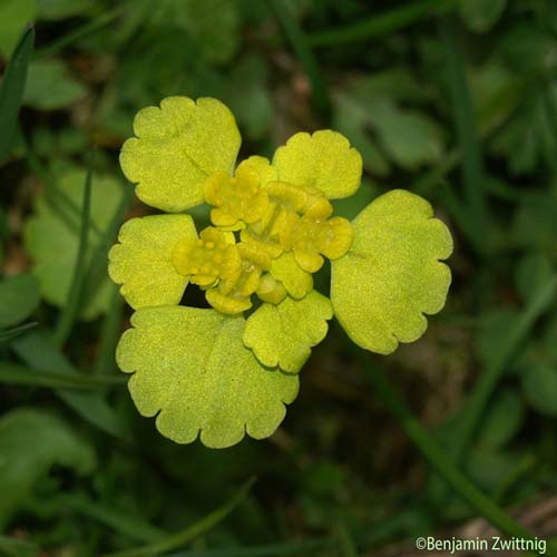 Dorine à feuilles alternes - Chrysosplenium alternifolium