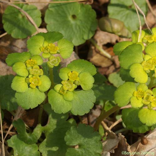 Dorine à feuilles alternes - Chrysosplenium alternifolium