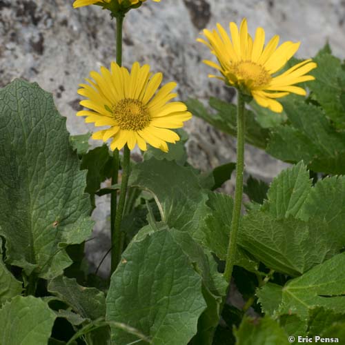 Doronic à grandes fleurs - Doronicum grandiflorum