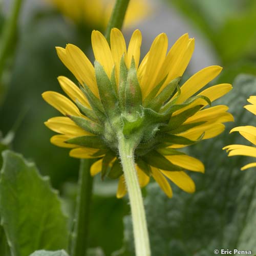 Doronic à grandes fleurs - Doronicum grandiflorum