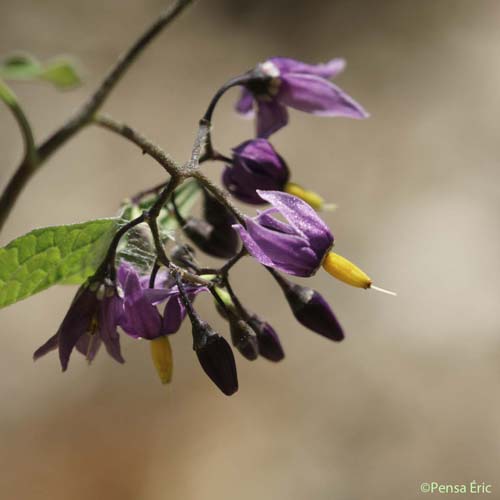 Douce-amère - Solanum dulcamara var. dulcamara