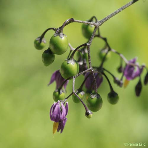 Douce-amère - Solanum dulcamara