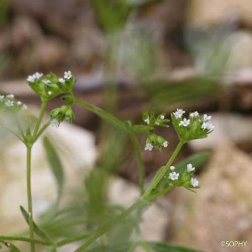 Doucette dentée - Valerianella dentata