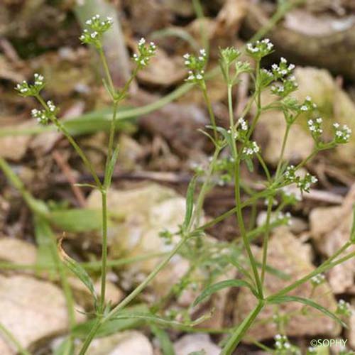 Doucette dentée - Valerianella dentata