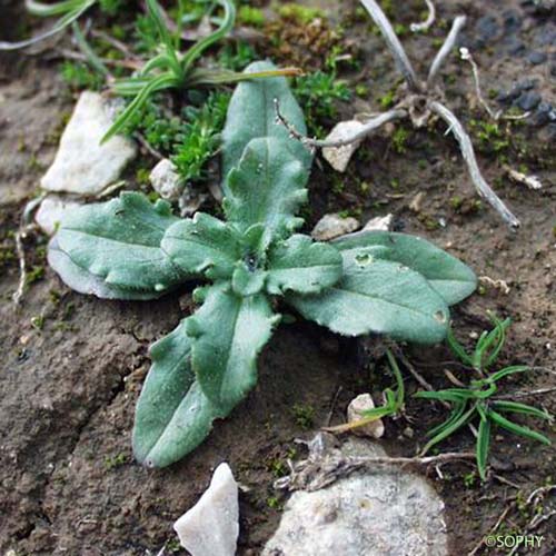 Doucette discoïde - Valerianella discoidea