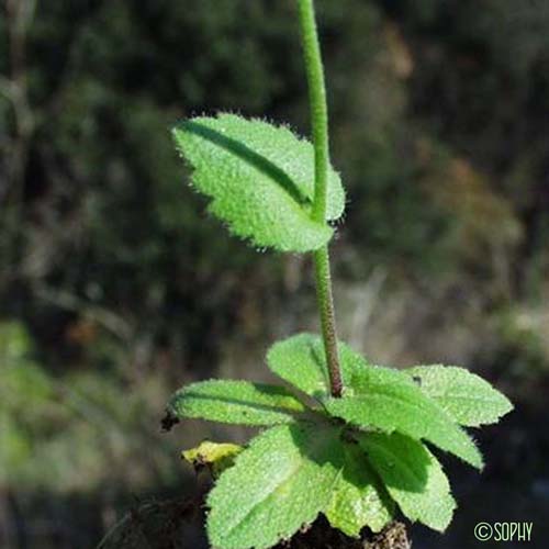 Drave des murailles - Draba muralis