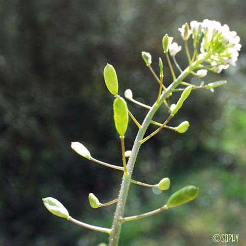 Drave des murailles - Draba muralis