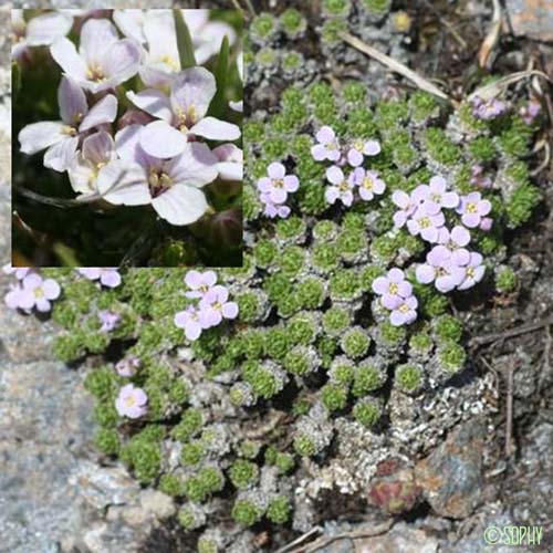 Drave des Pyrénées - Petrocallis pyrenaica