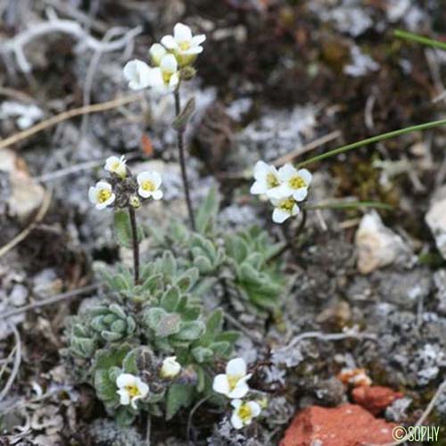 Drave douteuse - Draba dubia