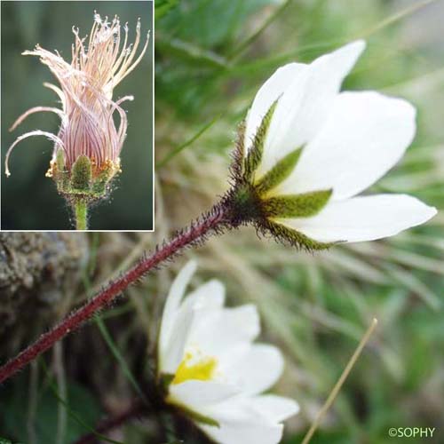 Dryade à huit pétales - Dryas octopetala