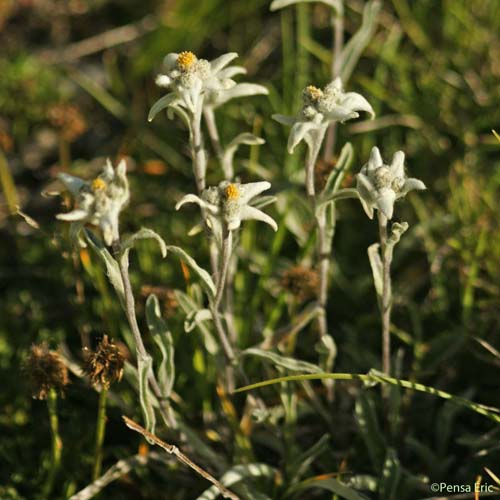 Edelweiss - Leontopodium nivale subsp. alpinum