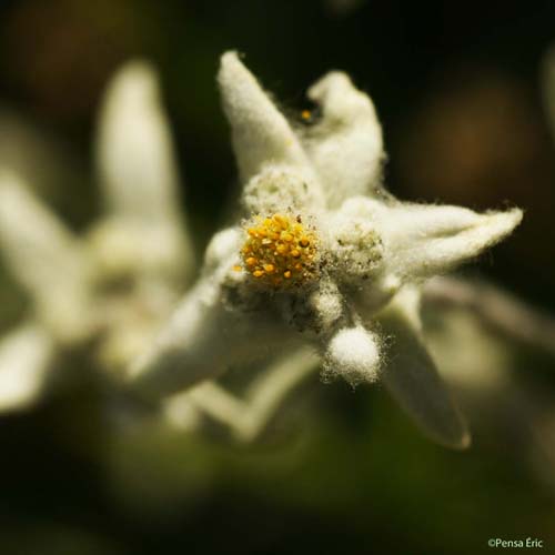 Edelweiss - Leontopodium nivale subsp. alpinum