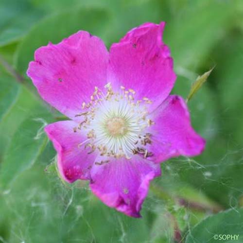 Églantier à fruits pendants - Rosa pendulina