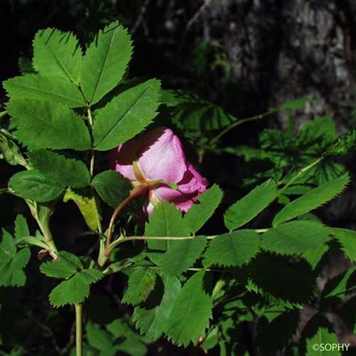 Églantier à fruits pendants - Rosa pendulina