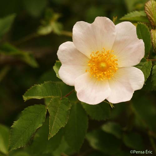 Églantier des chiens - Rosa canina