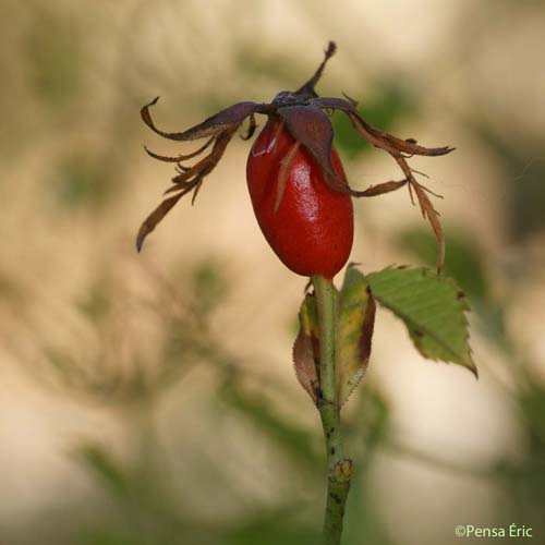 Églantier des chiens - Rosa canina