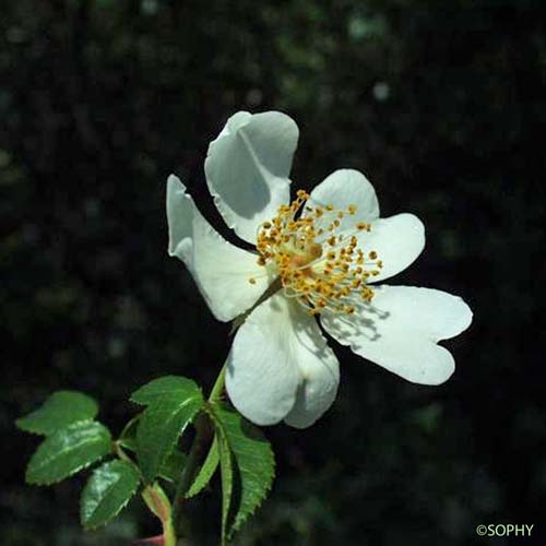 Églantier sempervirent - Rosa sempervirens