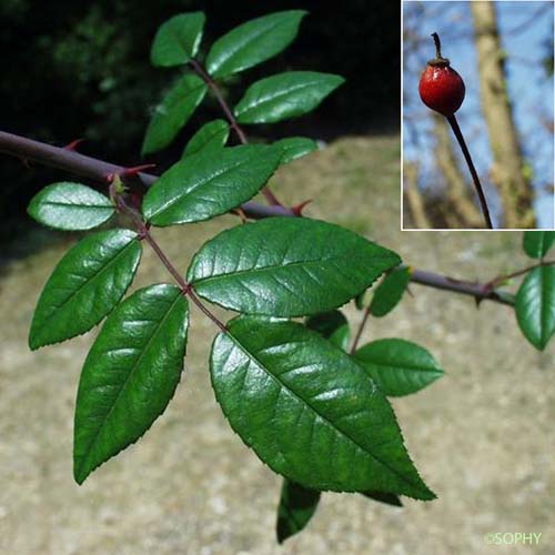 Églantier sempervirent - Rosa sempervirens