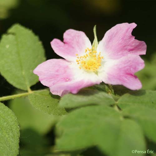 Églantier velu - Rosa villosa