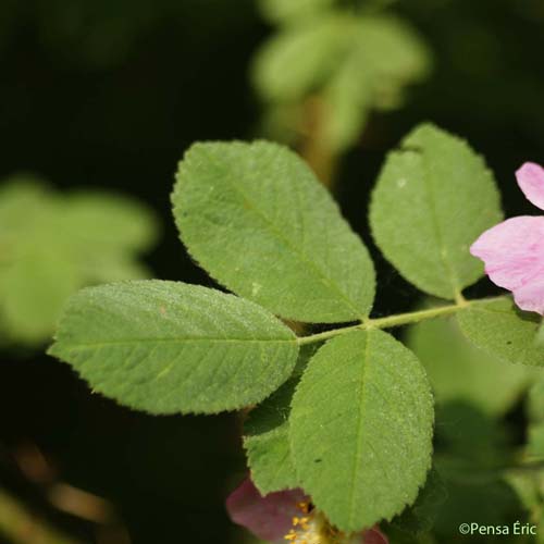 Églantier velu - Rosa villosa