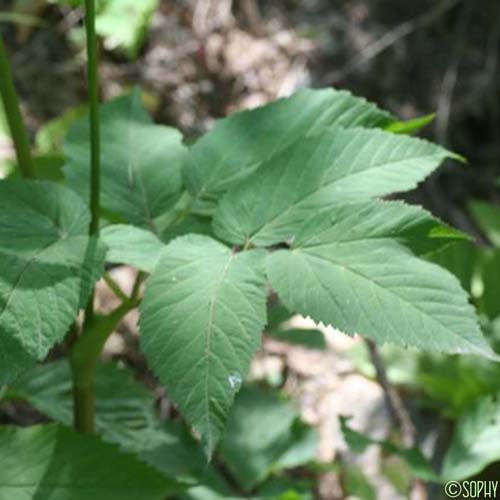 Égopode Podagraire - Aegopodium podagraria