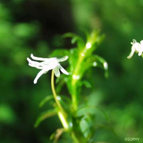 Élodée du Canada - Elodea canadensis