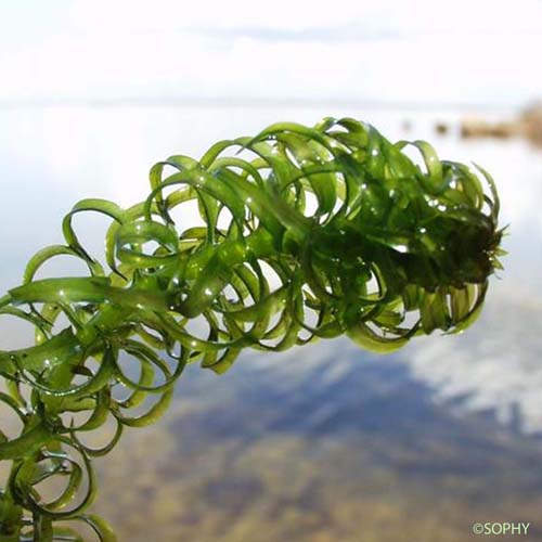 Élodée du Canada - Elodea canadensis