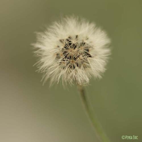 Épervière - Hieracium murorum