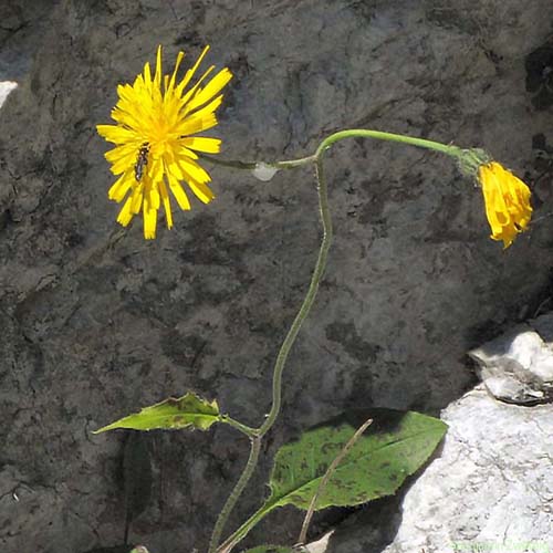 Épervière bifide - Hieracium bifidum