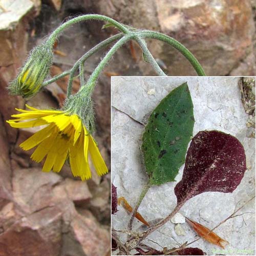 Épervière bifide - Hieracium bifidum