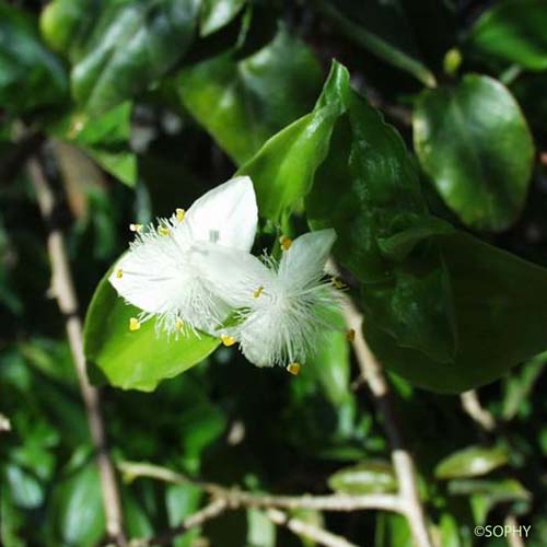 Éphémère de Rio - Tradescantia fluminensis