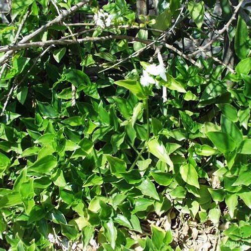 Éphémère de Rio - Tradescantia fluminensis