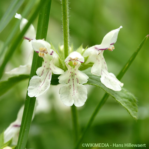 Épiaire annuelle - Stachys annua