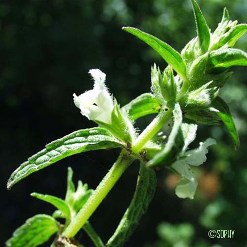 Épiaire annuelle - Stachys annua