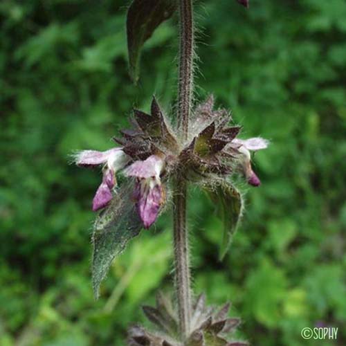 Épiaire d'Héraclée - Stachys heraclea