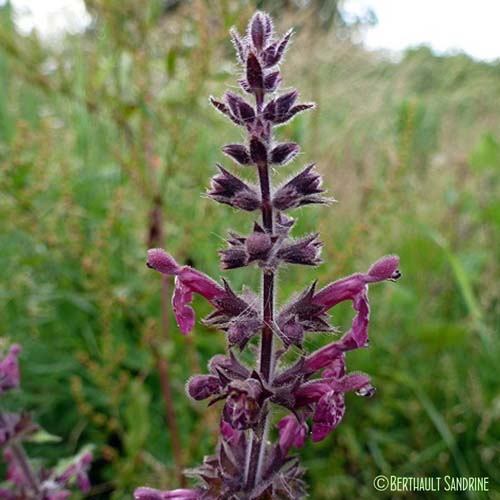 Épiaire des bois - Stachys sylvatica