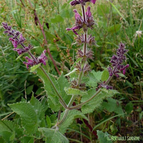 Épiaire des bois - Stachys sylvatica