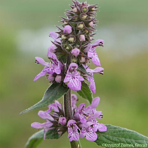 Épiaire des marais - Stachys palustris